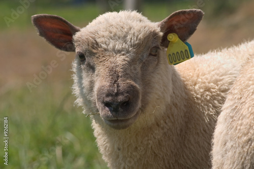 portrait d'un mouton