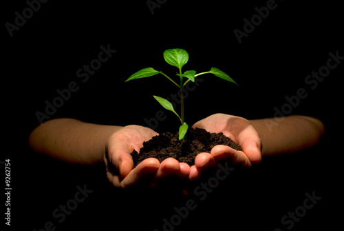 plant in hands