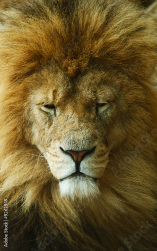 Fototapeta Naklejka Na Ścianę i Meble -  sleeping  african lion