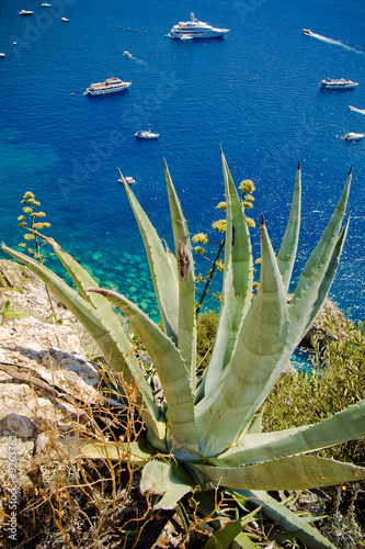 Capri, agave