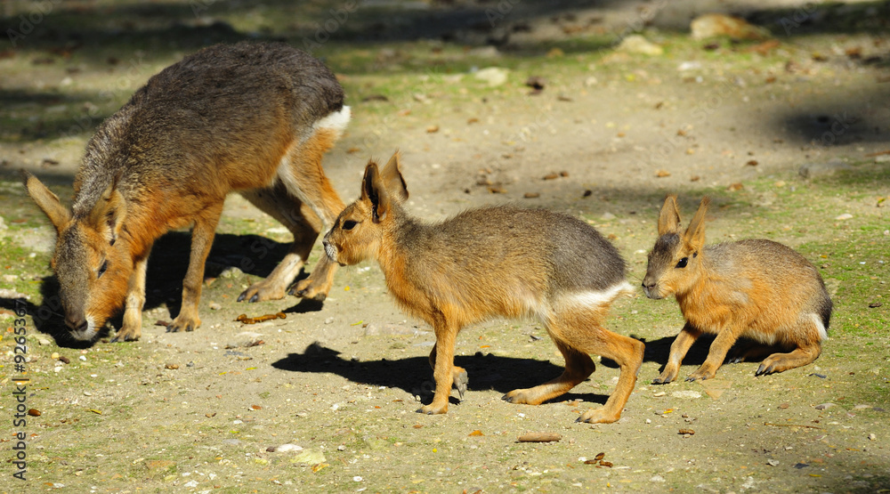 Naklejka premium The Pampas of central and southern Argentina