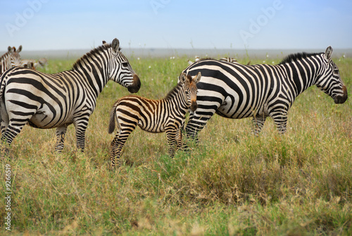 Zebra s family in Serengeti