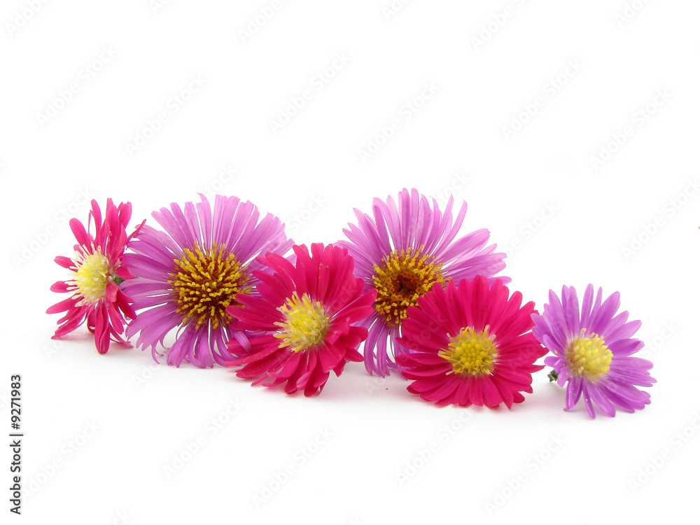 Flowers Flowers