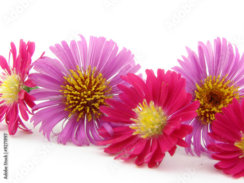 Flowers isolated over white