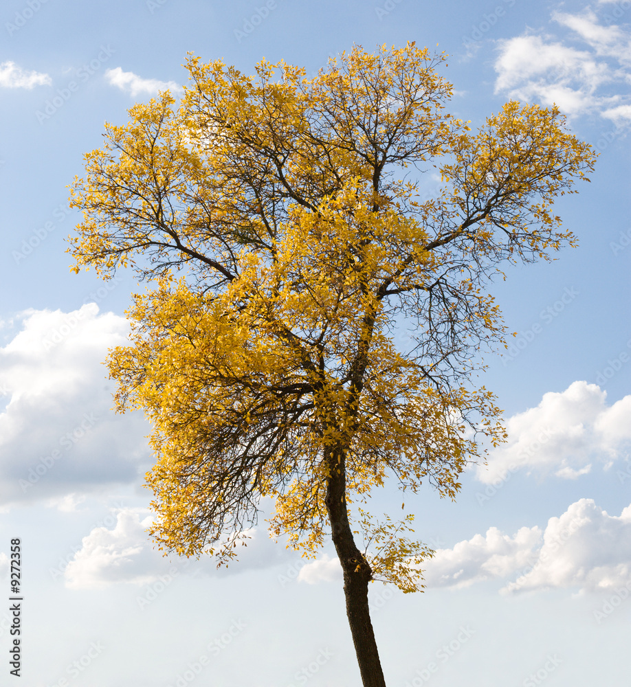 Yellow tree against sky with clouds as autumnal background.. Yellow tree against sky with clouds as autumnal background..