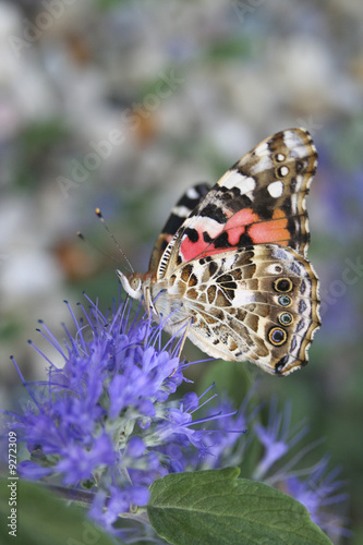 Painted Lady underwings 391 photo