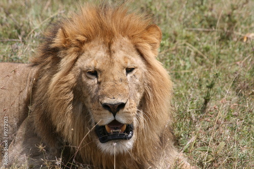 L  we in der Masai Mara Kenia