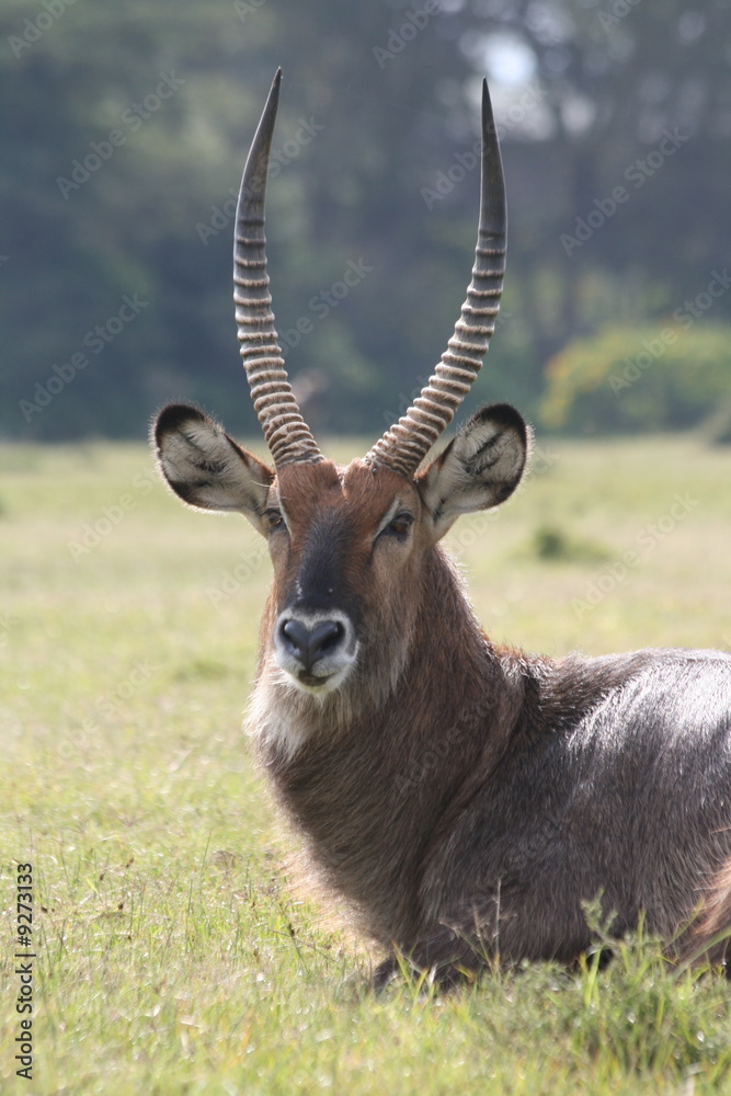 Wasserbock am Lake Naivasha Kenia Wasserbock am Lake Naivasha Kenia