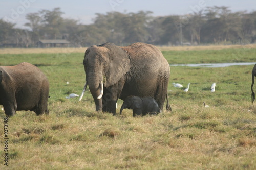 Elefantennachwuchs im Amboseli Nationalpark Kenia