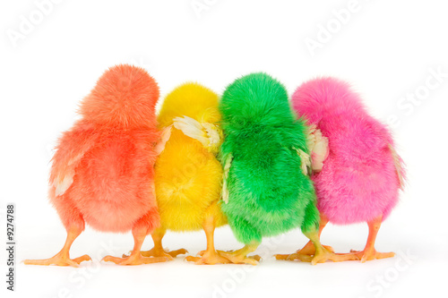 Four color chick from backside