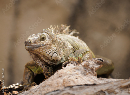 Close up view of exotic lizard on rock