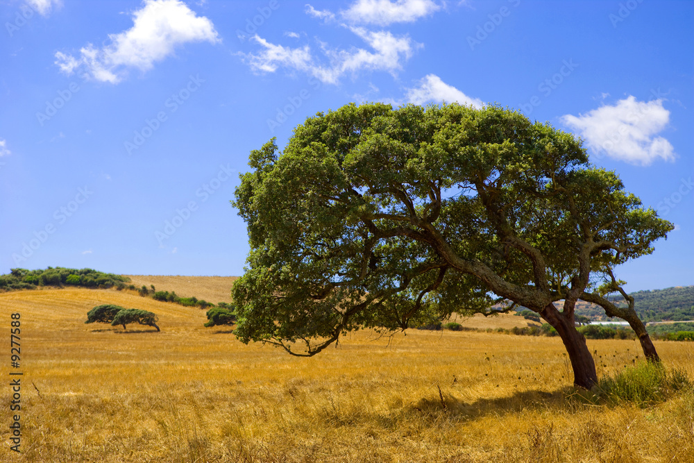 Obraz premium Alberi