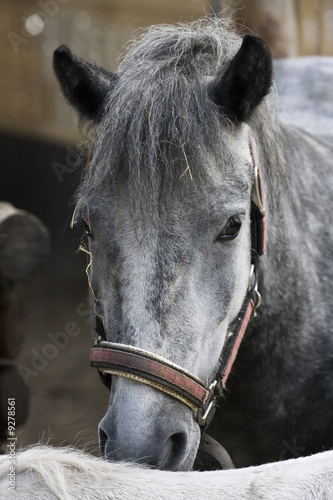 Portrait of grey horse staying in the corral