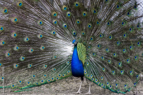 Colorful, beautiful peacock during ritual, mating dance