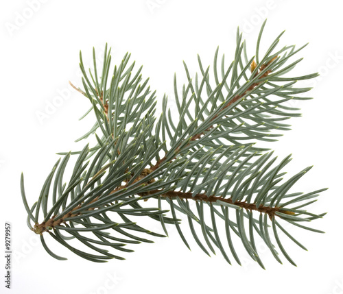 branch of Colorado silver spruce tree isolated on white