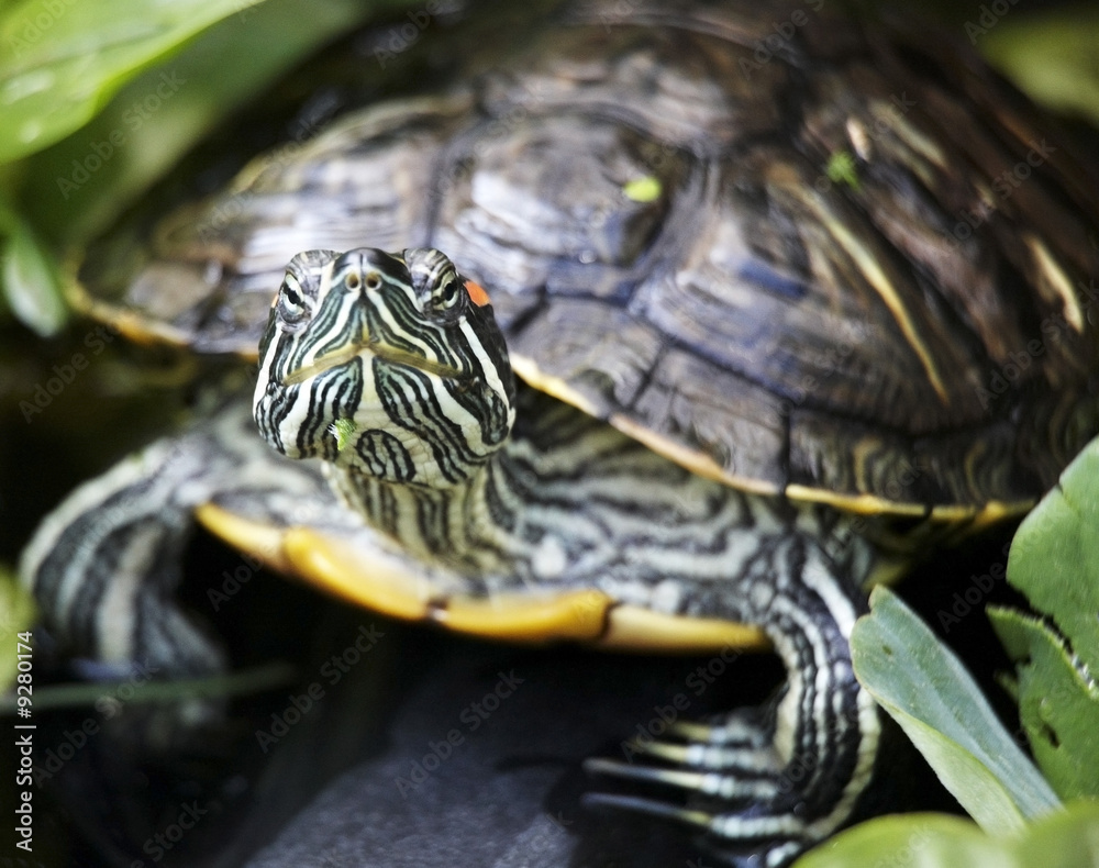 Obraz premium Tortoise