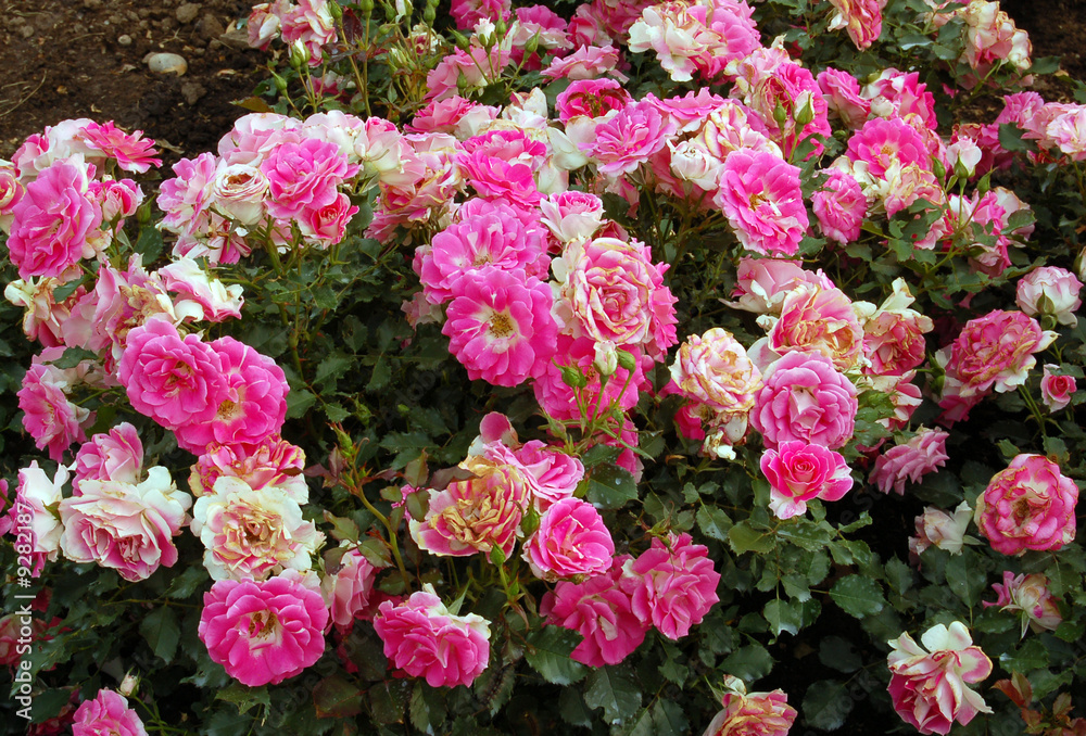 Pink and white roses on green grass background Pink and white roses on green grass background