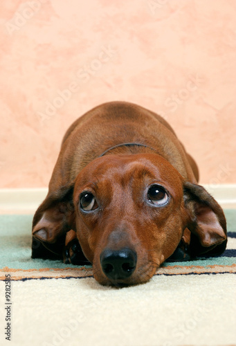 фотографія Cute badger-dog is sad