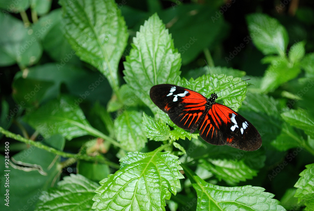 Postman Butterfly