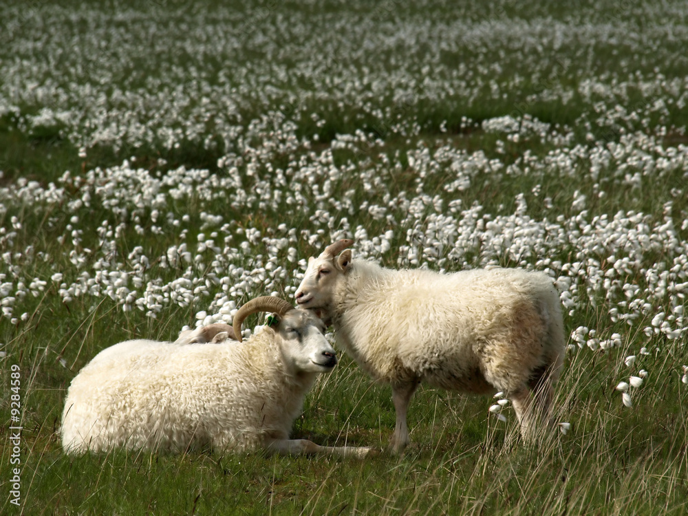 Two sheep in a puffs meadow Two sheep in a puffs meadow