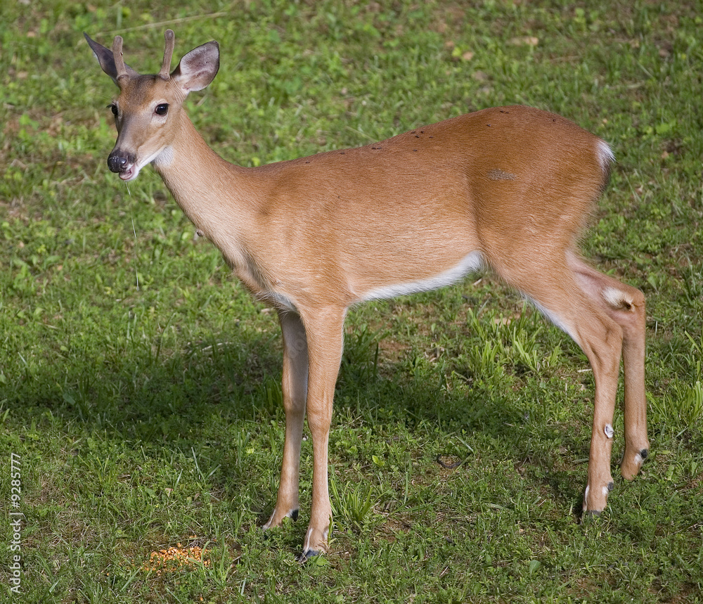 whitetail buck in velvet drooling over corn whitetail buck in velvet drooling over corn