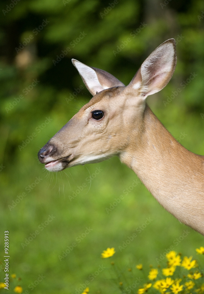 Naklejka premium whitetail deer in flowers with a full profile