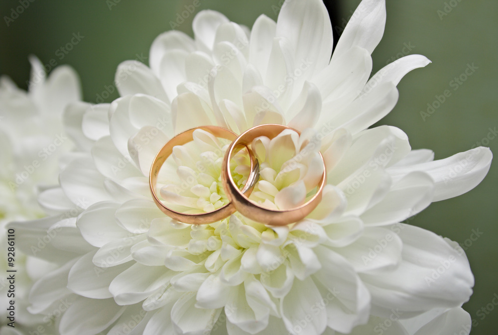 Fototapeta premium Two wedding rings on a white chrysanthemum