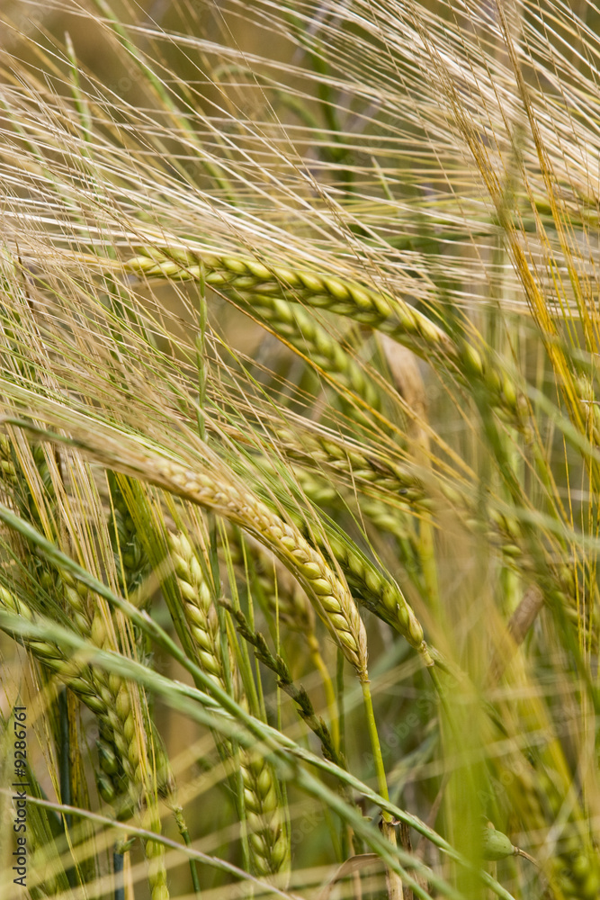 healthy wheat crop growing in field France healthy wheat crop growing in field France