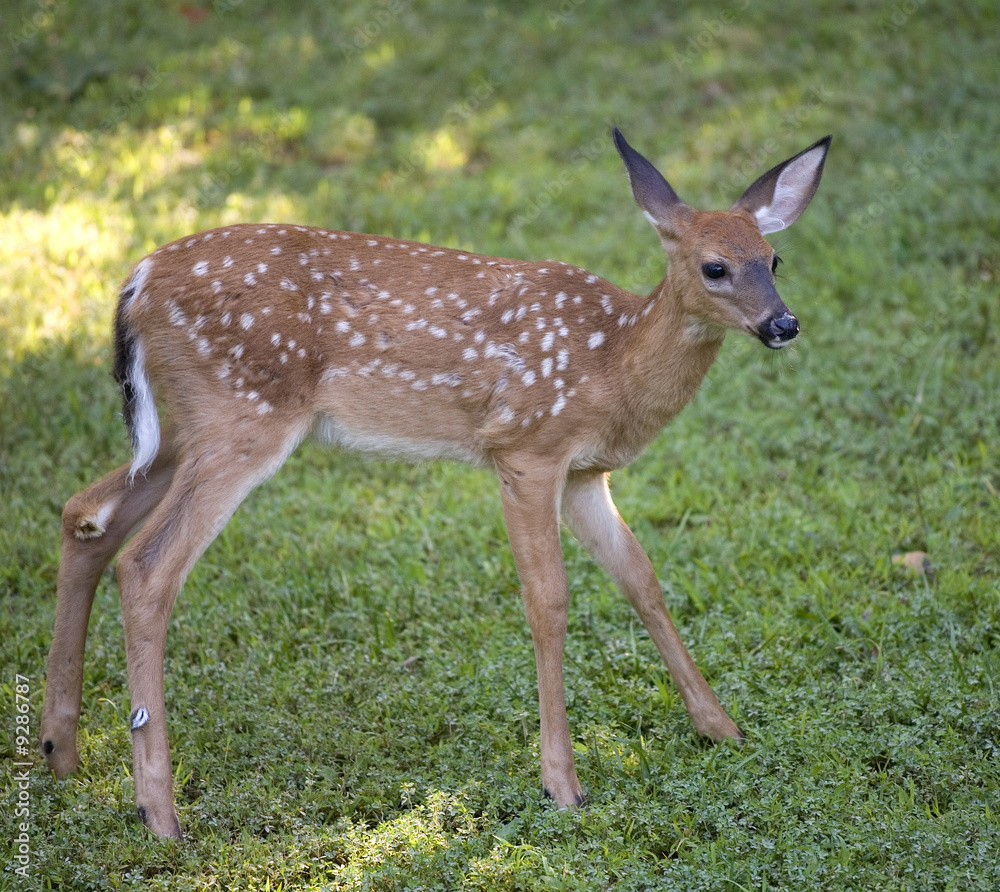whitetail fawn looking for food in the morning whitetail fawn looking for food in the morning