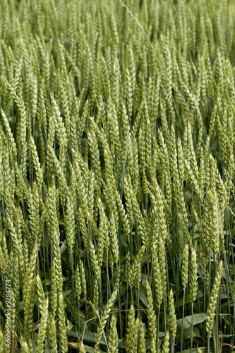 healthy wheat crop growing in field France