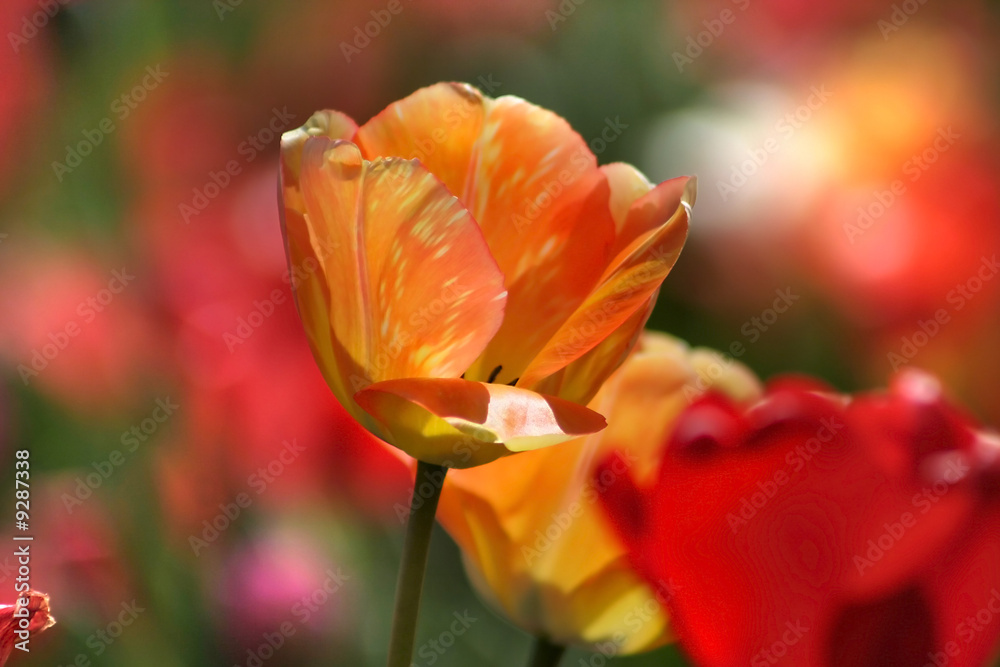 Obraz premium Orange Tulip Flower