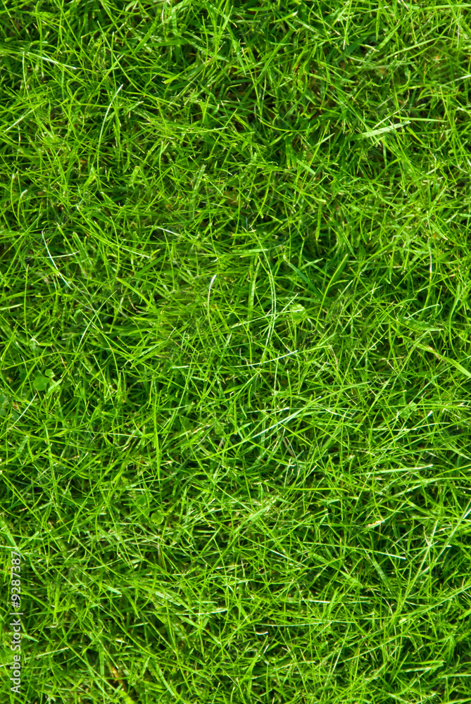 Abstract green grass background Abstract green grass background