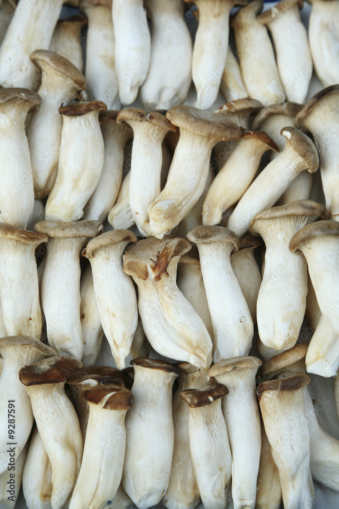 Obraz premium Mushrooms background