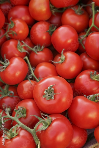 Tomato background