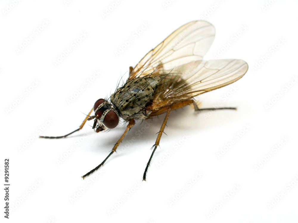 Stubenfliege Stubenfliege