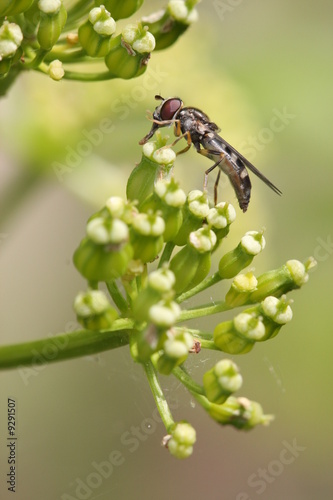 Syrphe