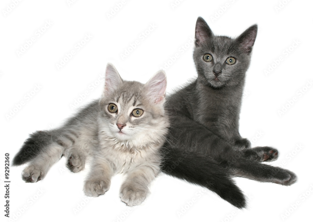 Two kittens on a white background.
