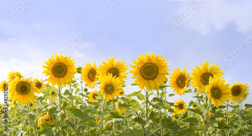 Image of field of sunflowers on the background of sky