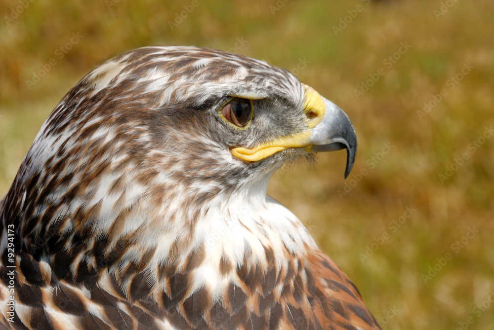 closeup f red tail hawk closeup f red tail hawk