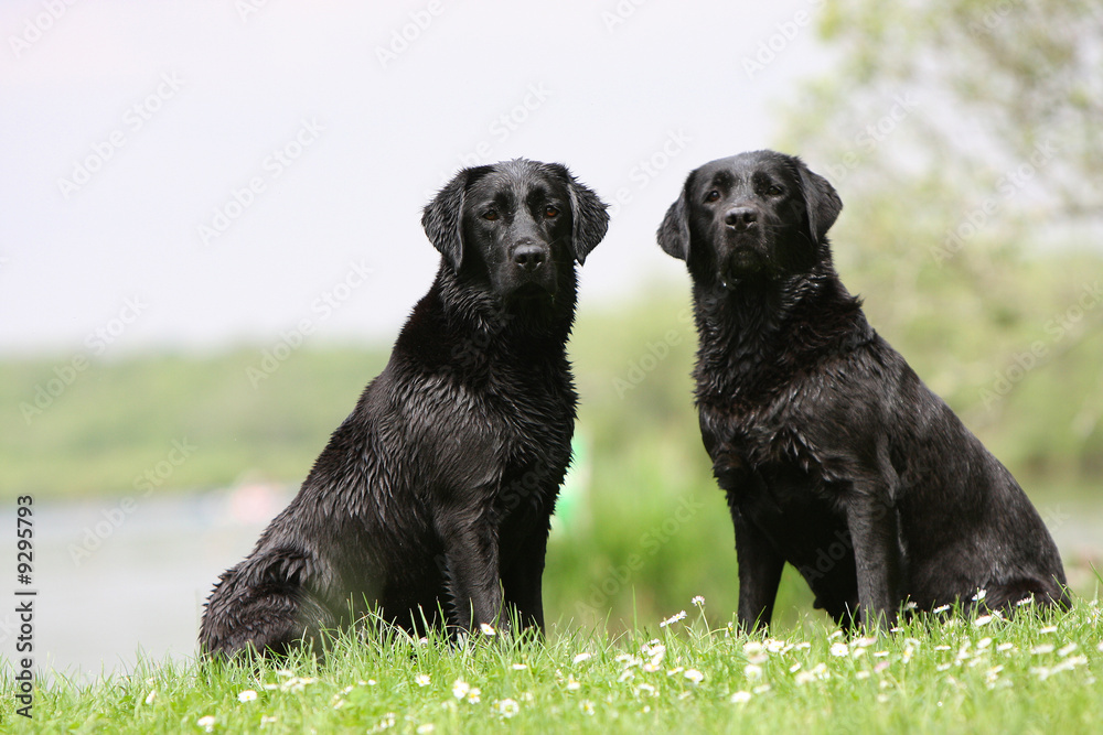 deux chiens noirs assis