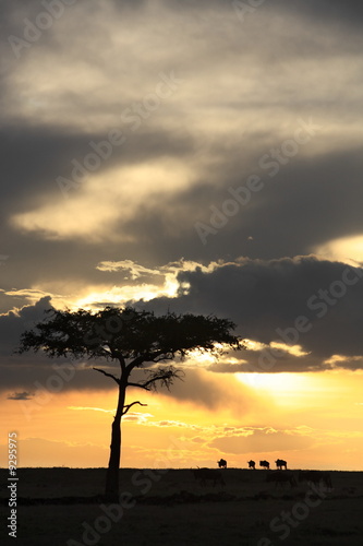 in the beautiful plains of the masai reserve in kenya africa
