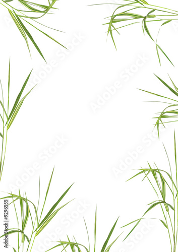 Fototapeta Naklejka Na Ścianę i Meble -  Bamboo Grass Beauty