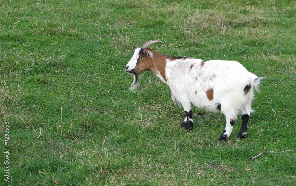 Obraz premium chèvre