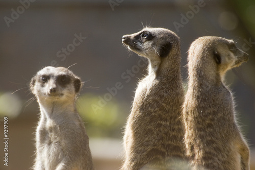 Fotografie, Obraz Three meerkats