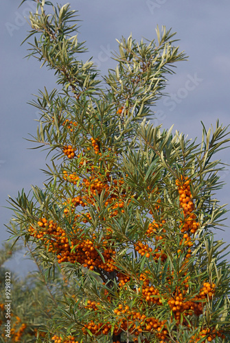 Sanddorn - sallow thorn 02