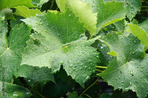 Wet grape leaves