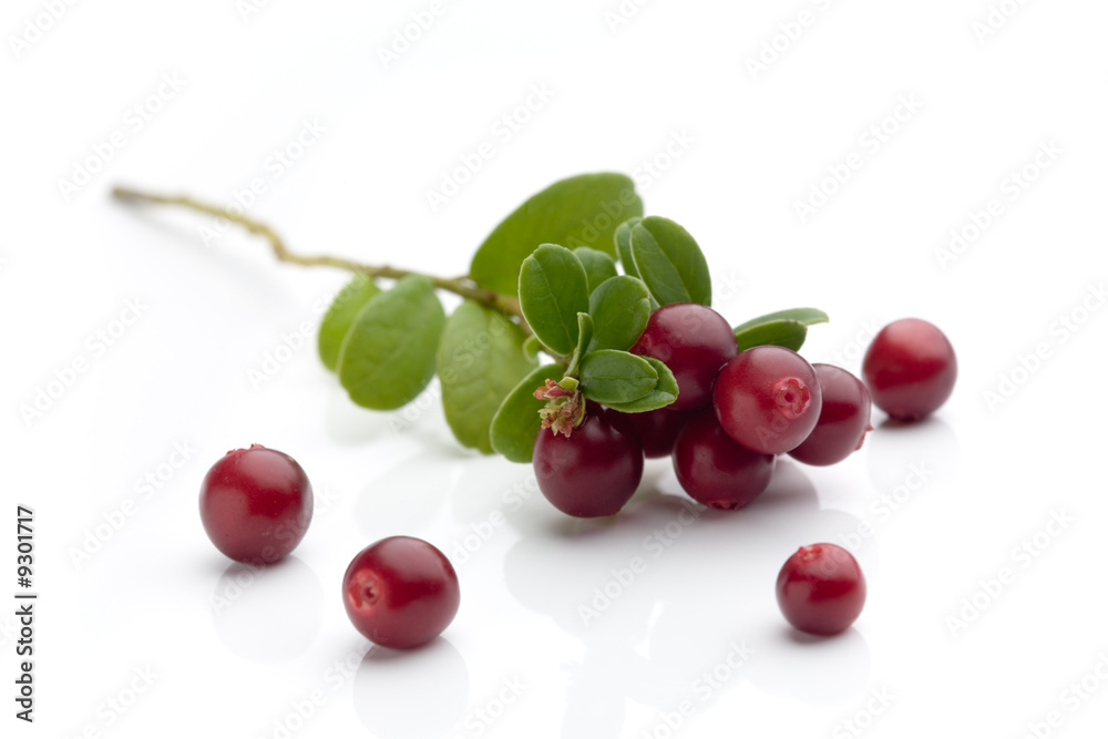 Bunch of fresh cranberries isolated on white Bunch of fresh cranberries isolated on white