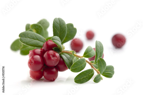 Bunch of fresh cranberries isolated on white