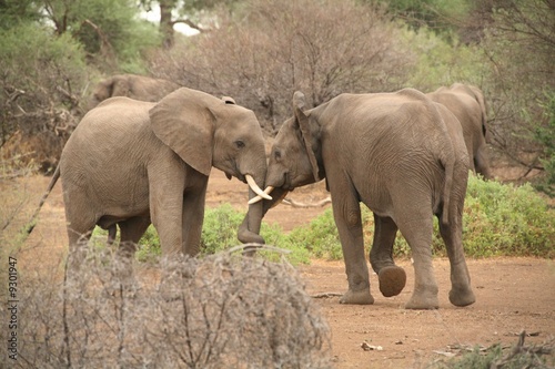 Kämpfende Elefanten