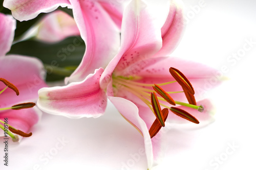 Photographie Close Up of pink lillies on white